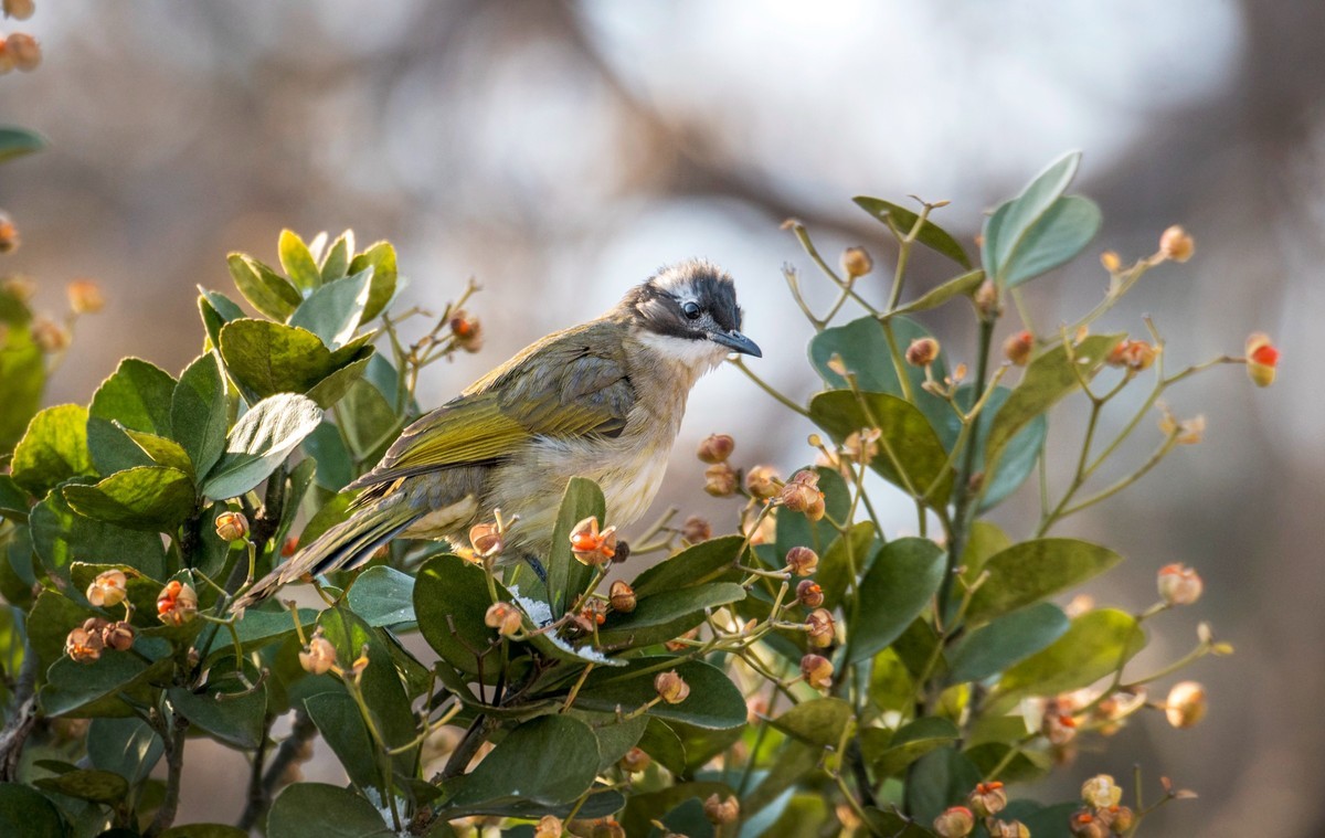 白头鹎（二十五）