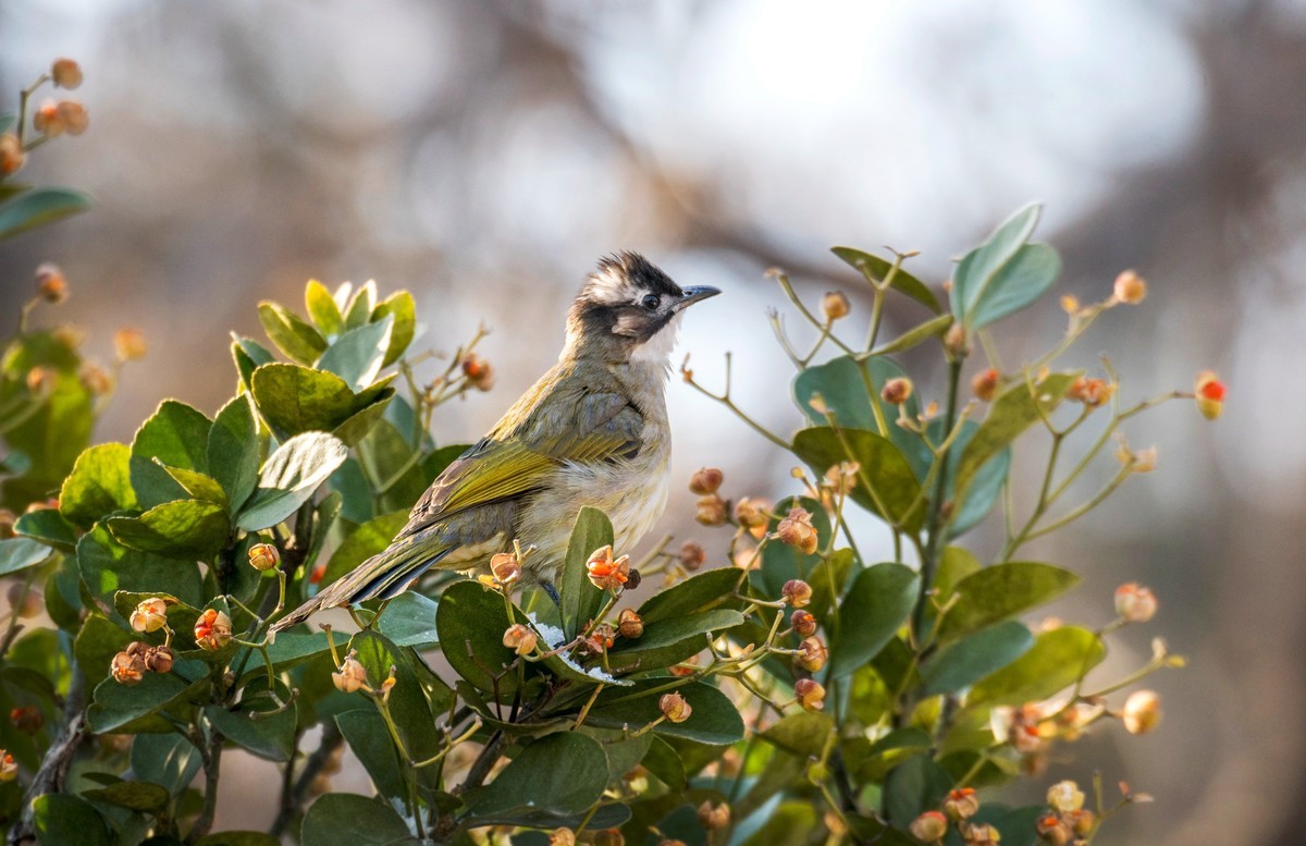 白头鹎（二十五）