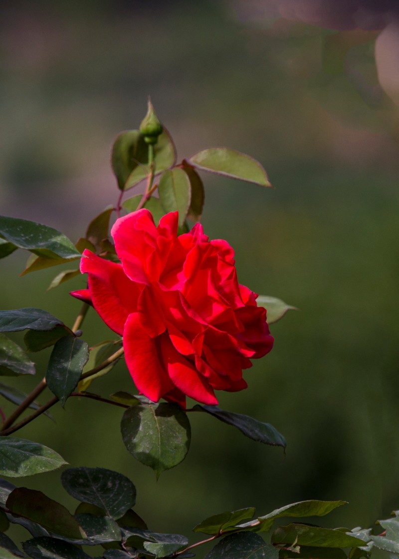 外出随拍（408）.