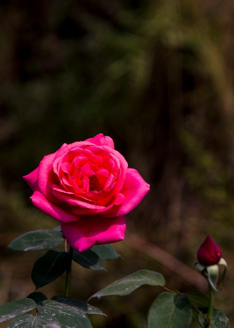 外出随拍（408）.