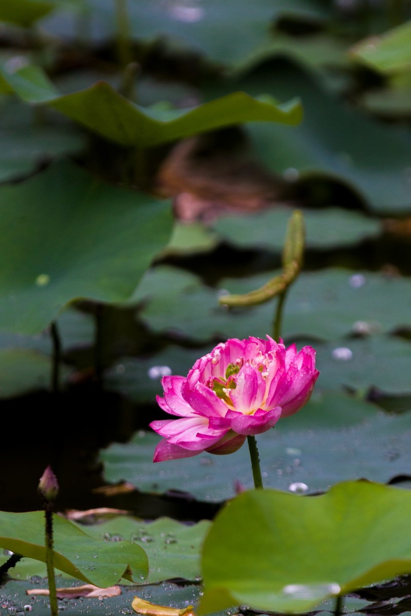 外出随拍（408）.