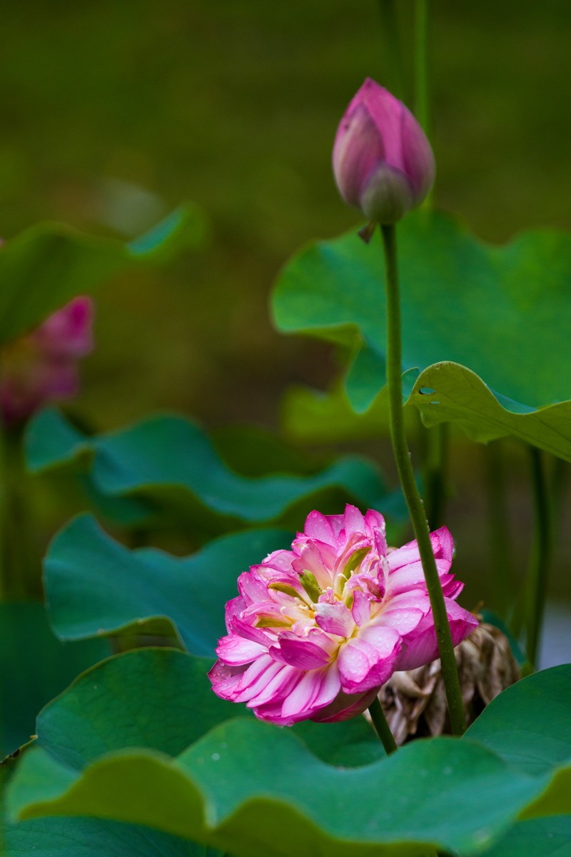 外出随拍（408）.