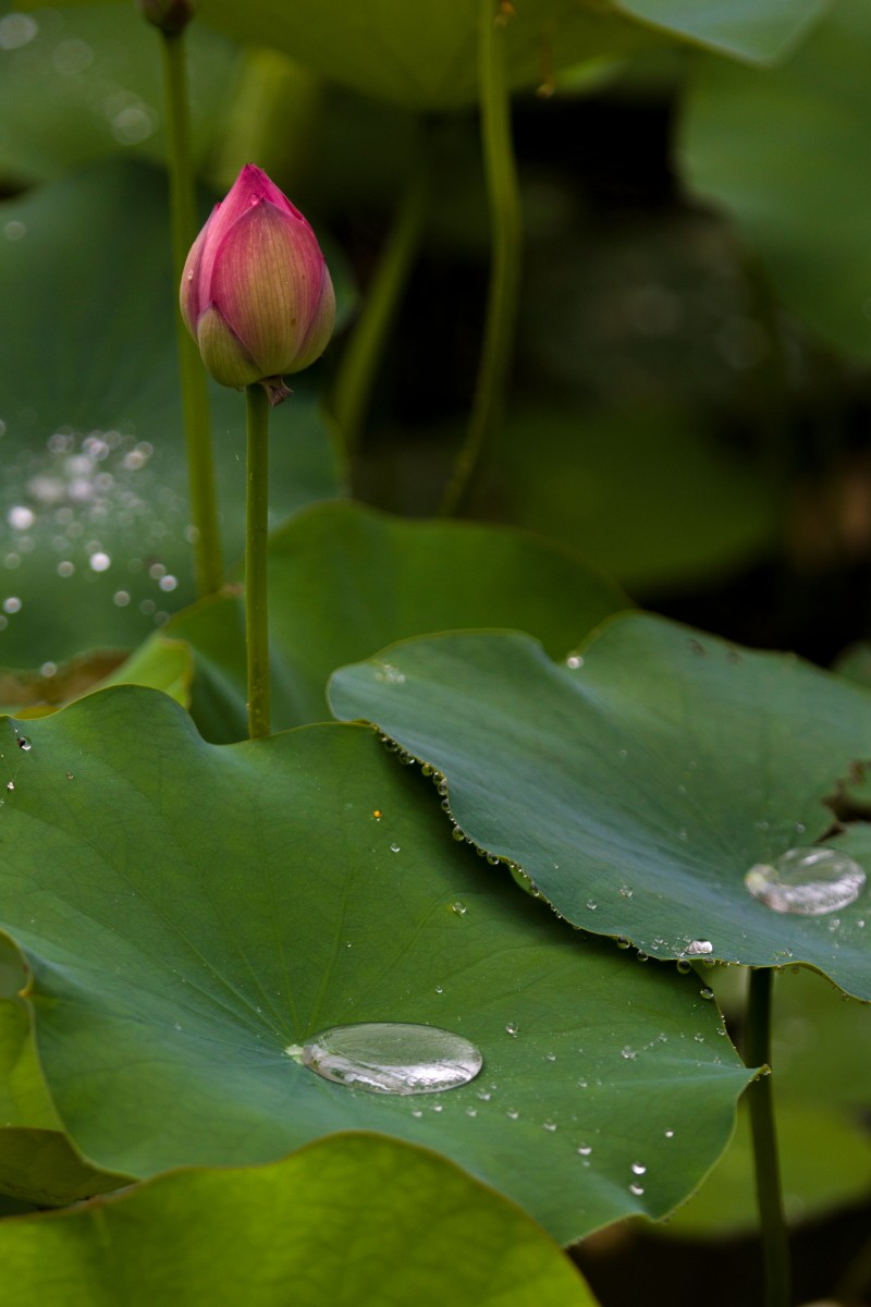 外出随拍（408）.