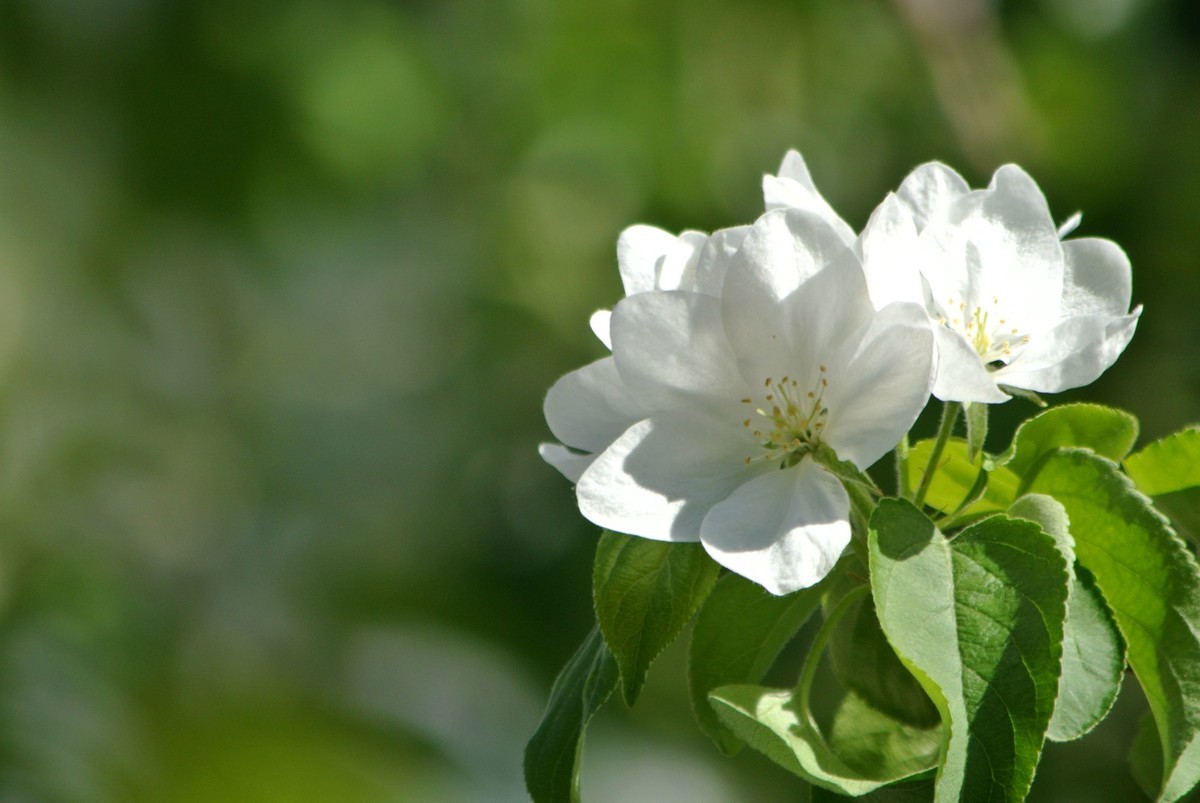 苹果花