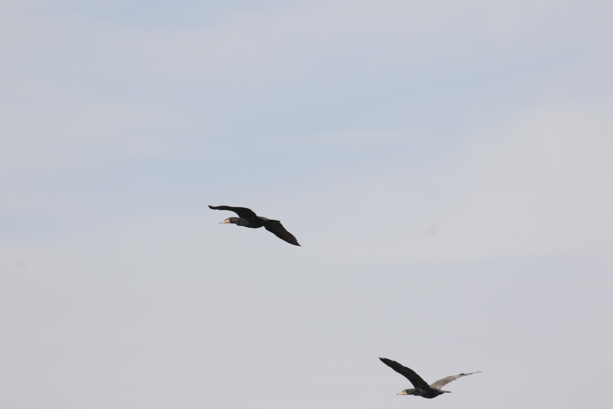 这个镜头的确不错