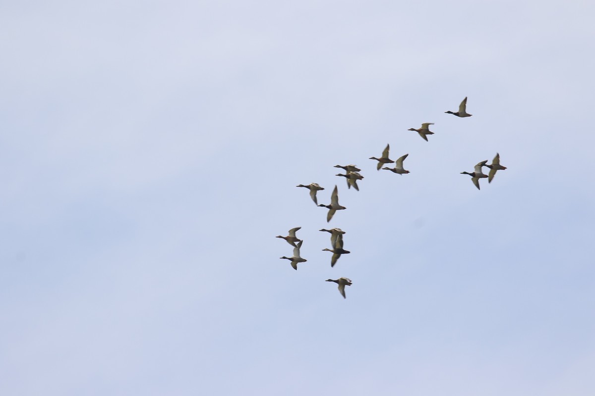 不错的自动追变焦