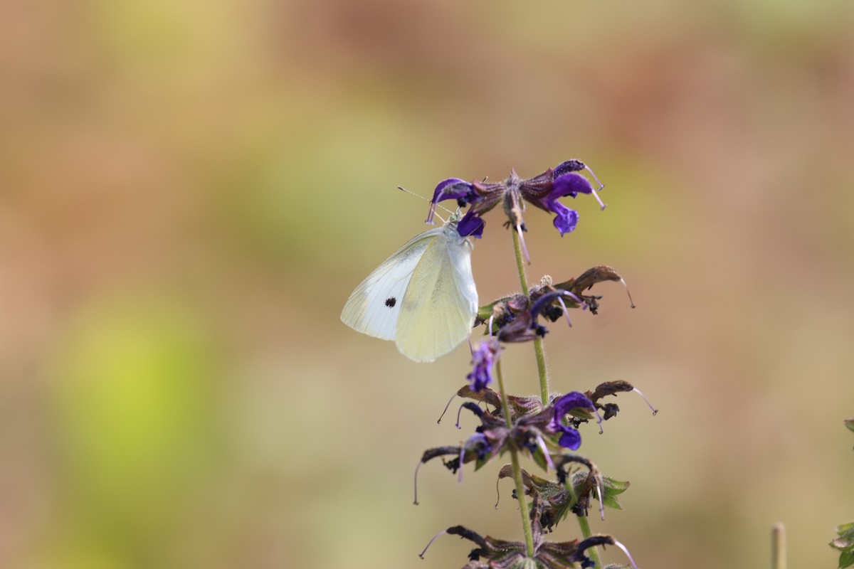 不错的自动追变焦