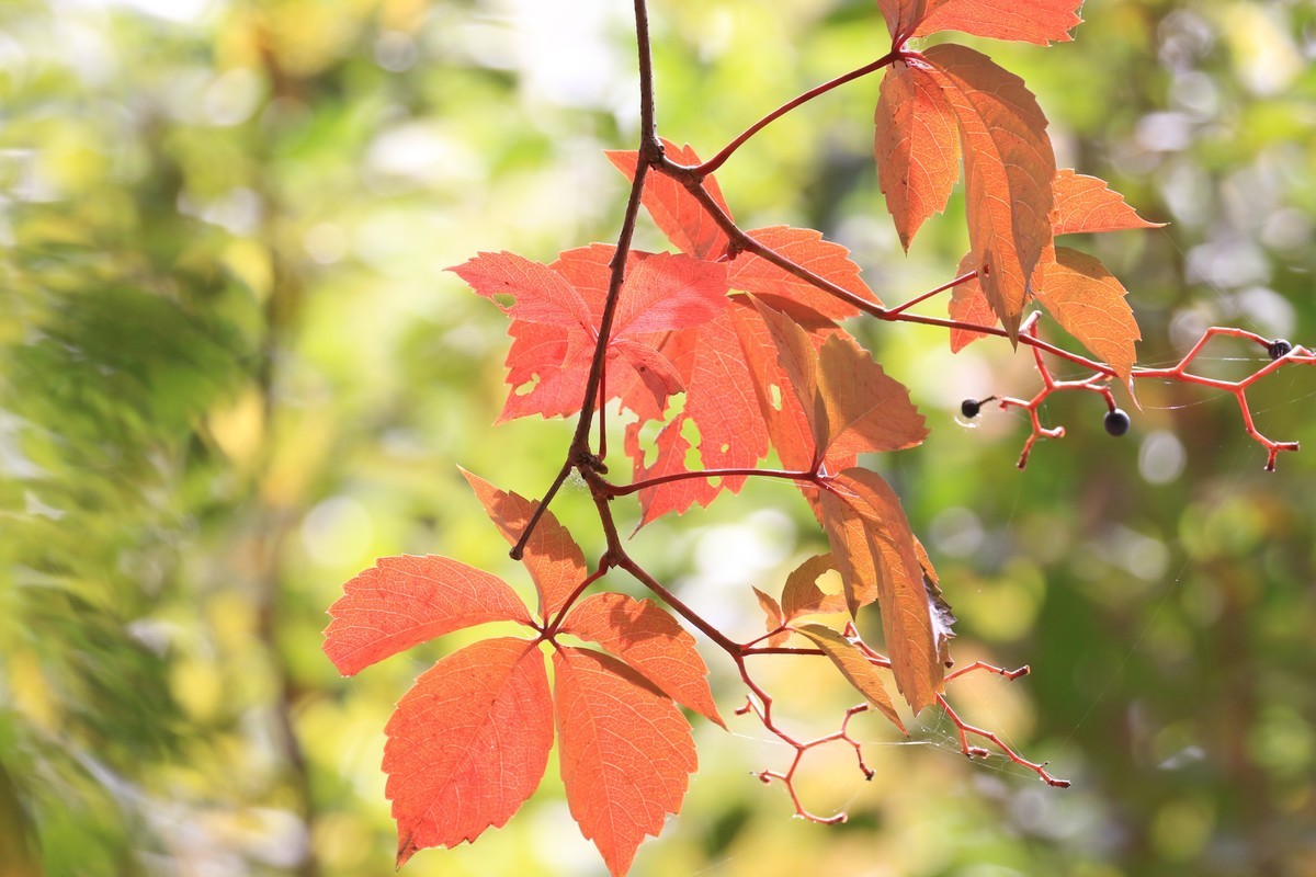 不错的自动追变焦