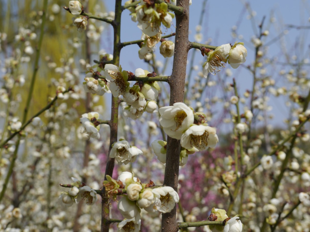 江南行之扬州篇--瘦西湖赏花（2）