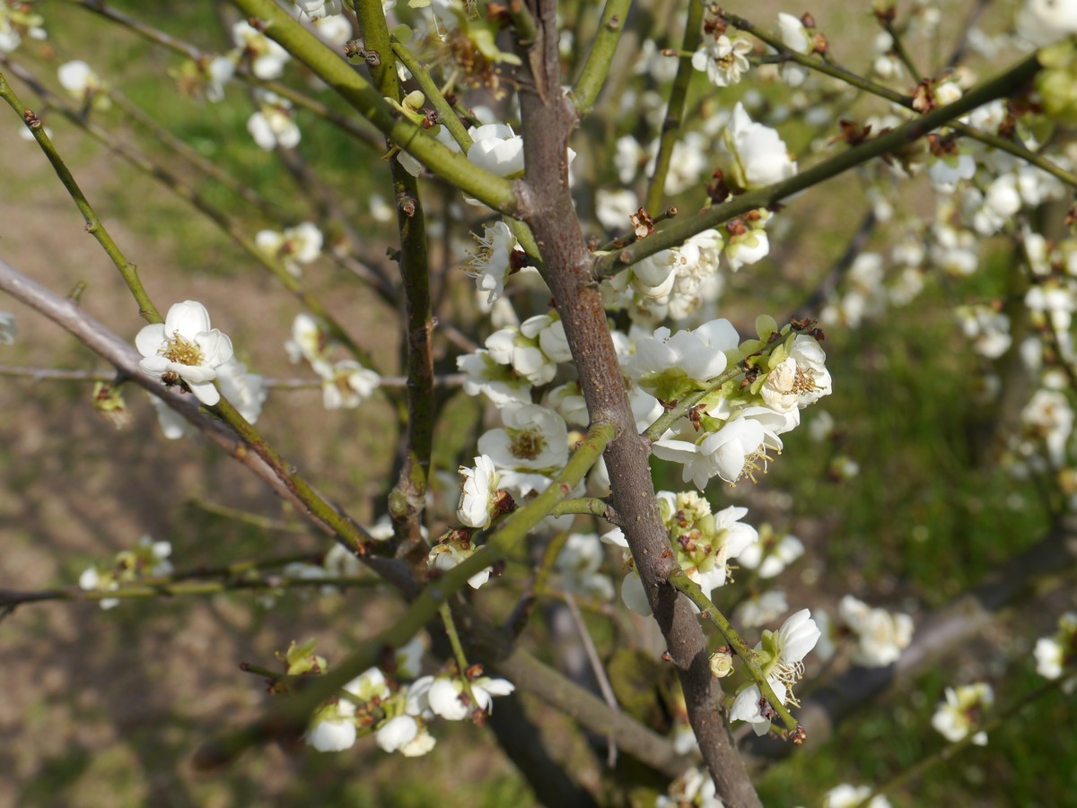 江南行之扬州篇--瘦西湖赏花（2）