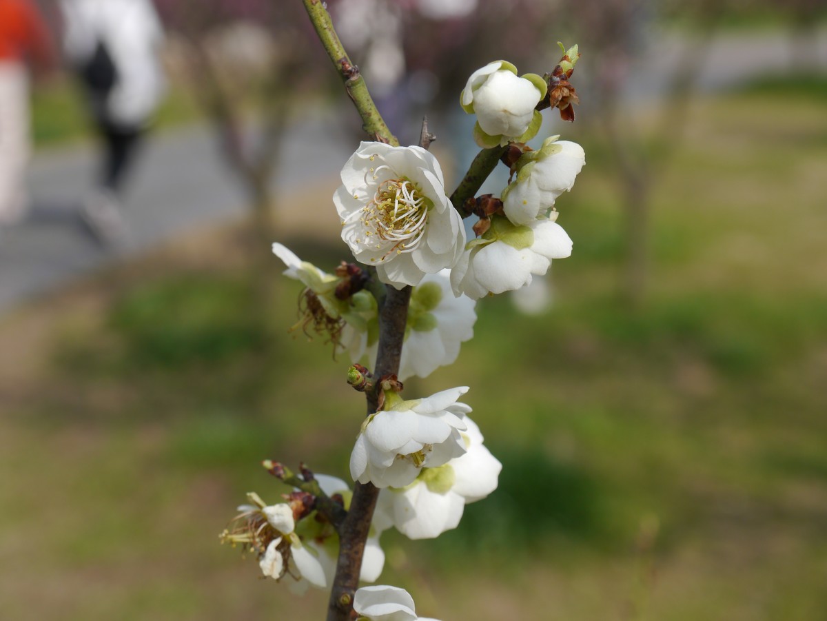 江南行之扬州篇--瘦西湖赏花（2）