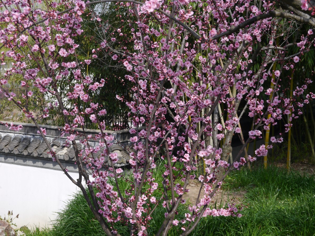 江南行之扬州篇--瘦西湖赏花（1）