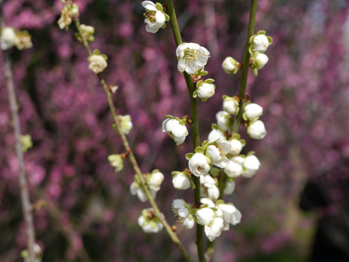 江南行之扬州篇--瘦西湖赏花（1）