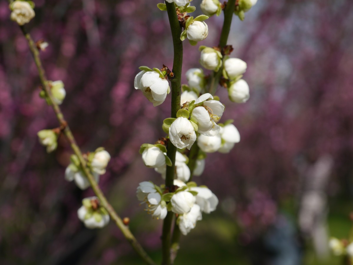 江南行之扬州篇--瘦西湖赏花（1）