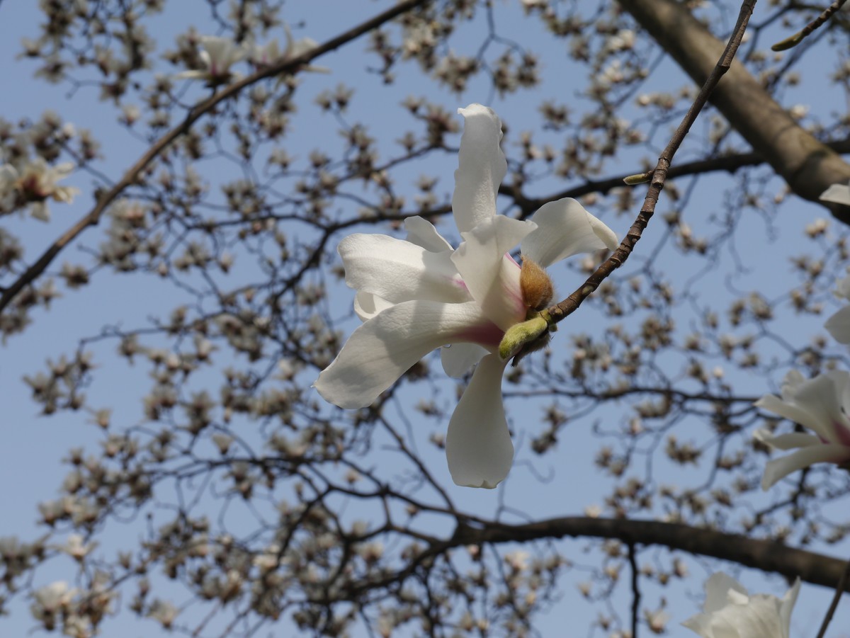 江南行之扬州篇--瘦西湖赏花（1）