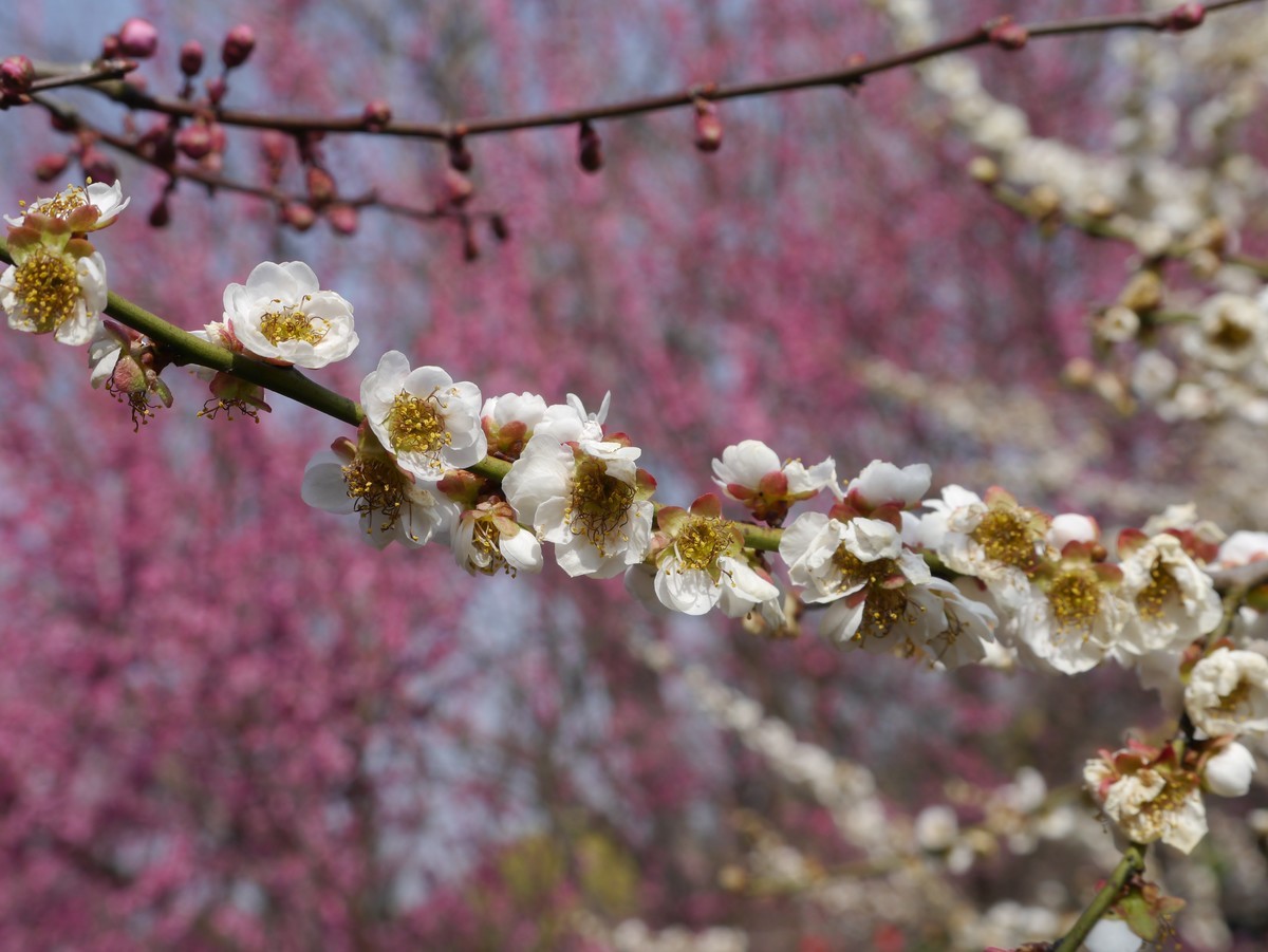 江南行之扬州篇--瘦西湖赏花（1）