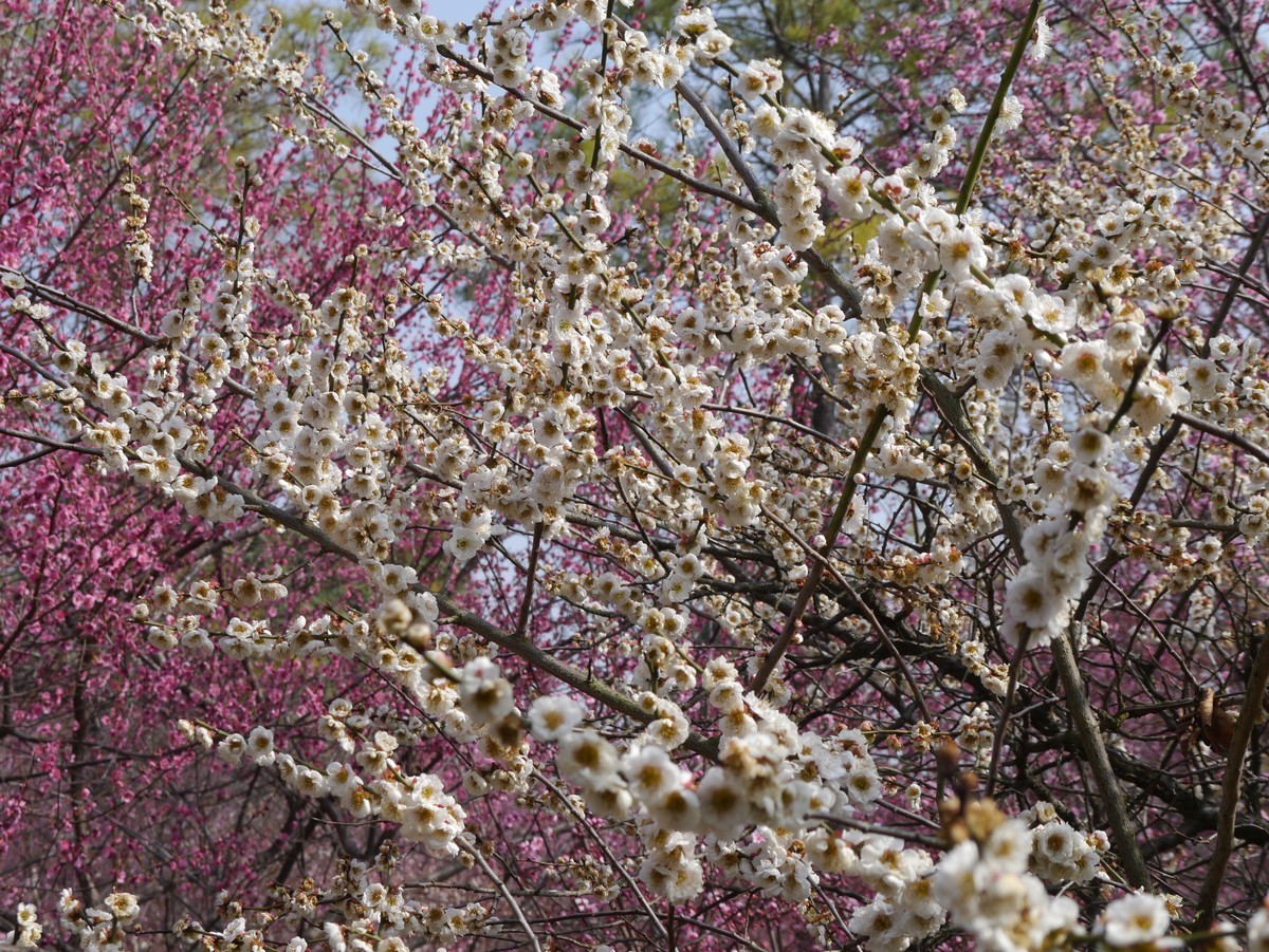 江南行之扬州篇--瘦西湖赏花（1）