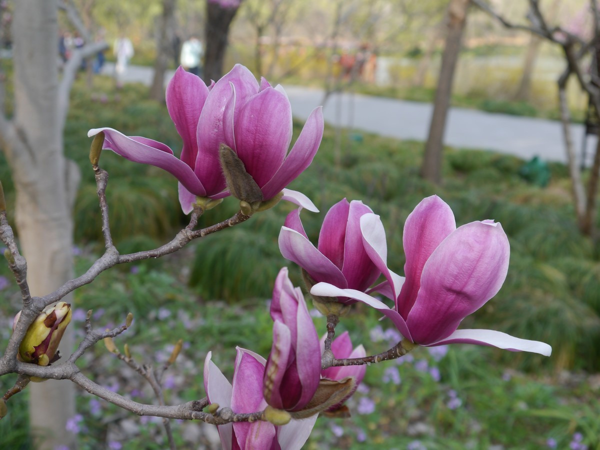江南行之扬州篇--瘦西湖赏花（3）