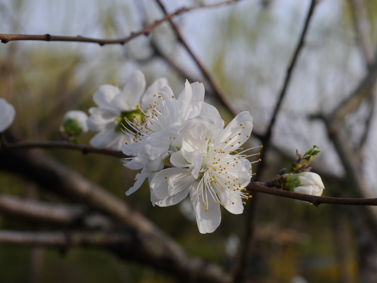 江南行之扬州篇--瘦西湖赏花（3）