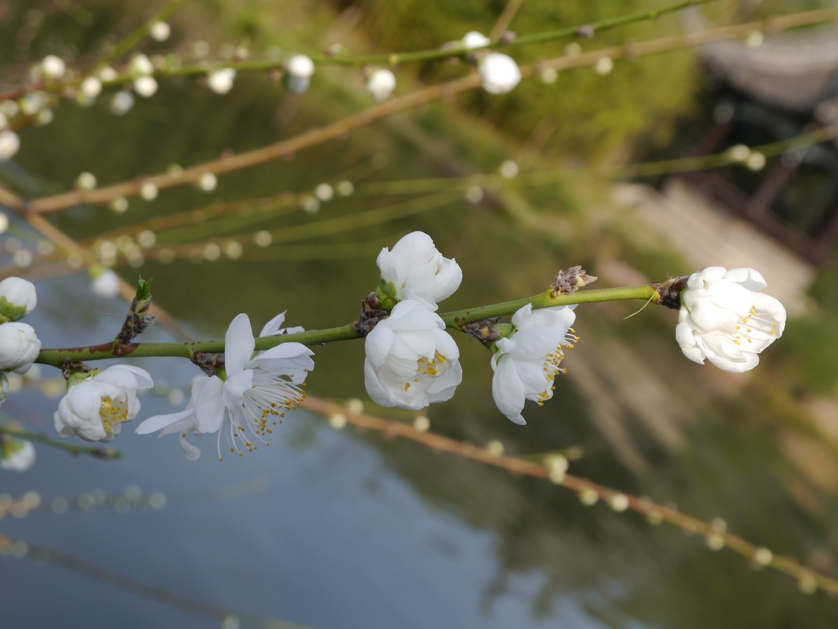 江南行之扬州篇--瘦西湖赏花（3）