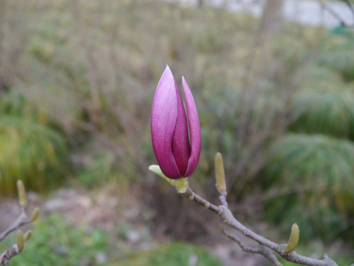 江南行之扬州篇--瘦西湖赏花（3）
