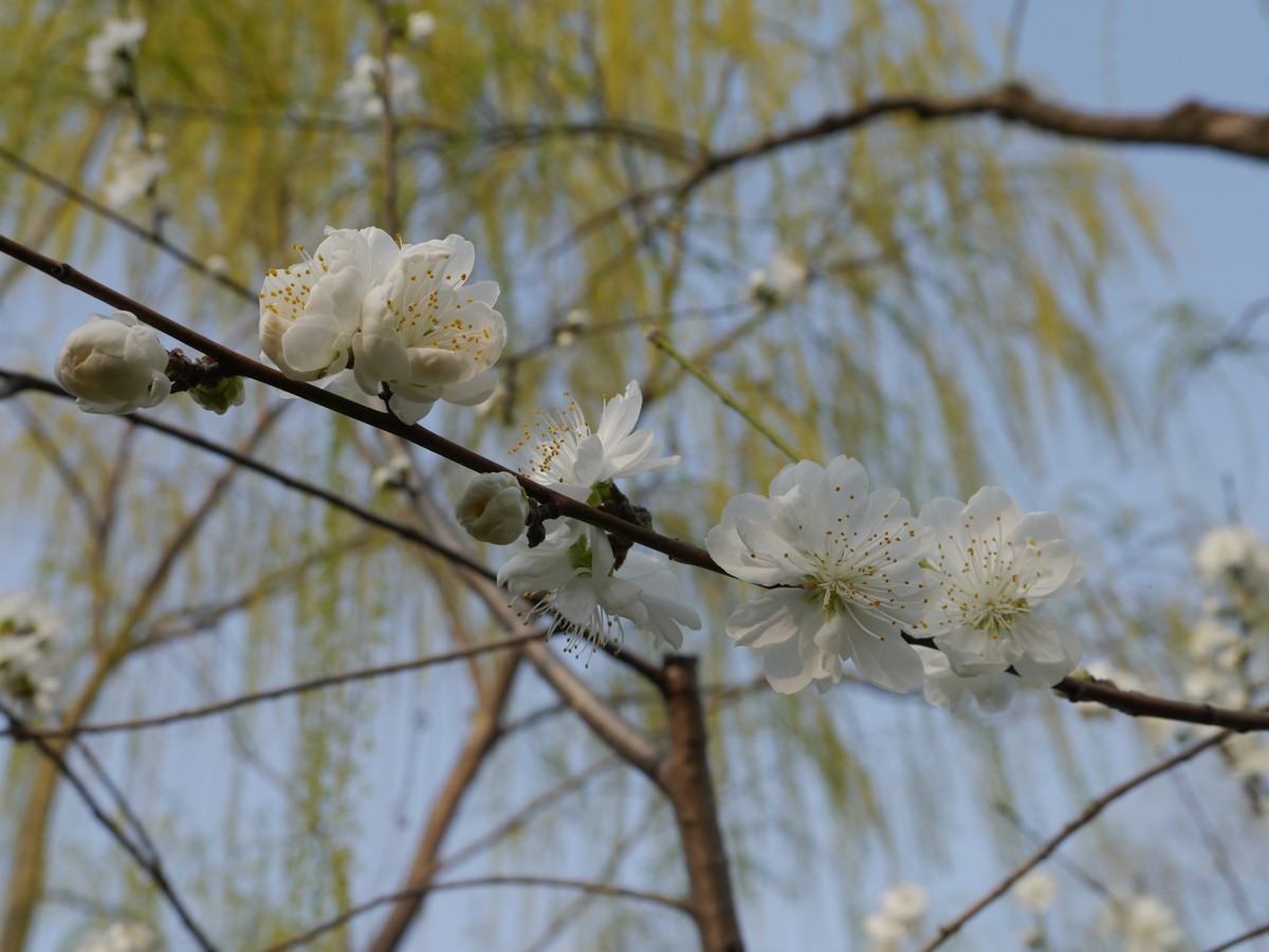 江南行之扬州篇--瘦西湖赏花（3）
