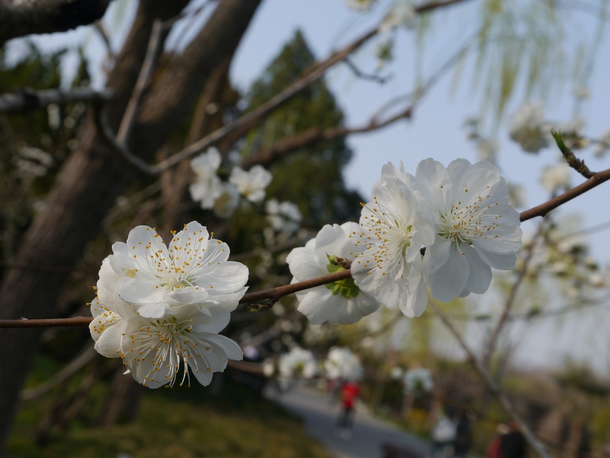 江南行之扬州篇--瘦西湖赏花（3）
