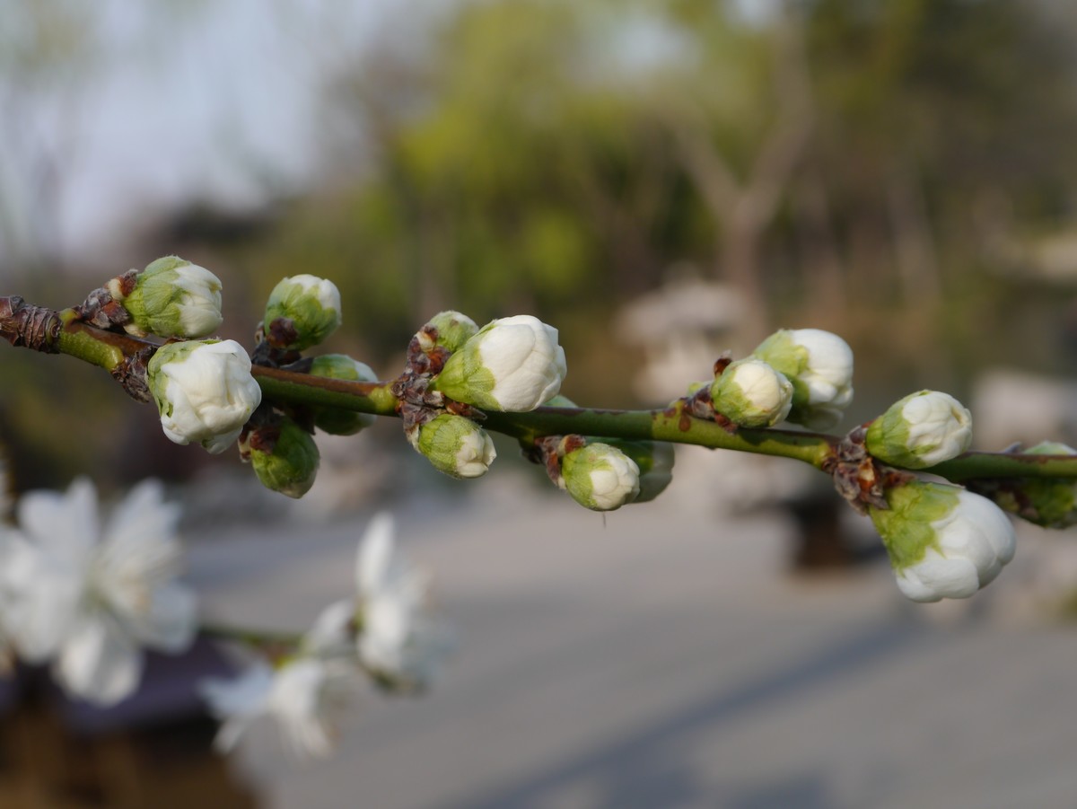 江南行之扬州篇--瘦西湖赏花（3）
