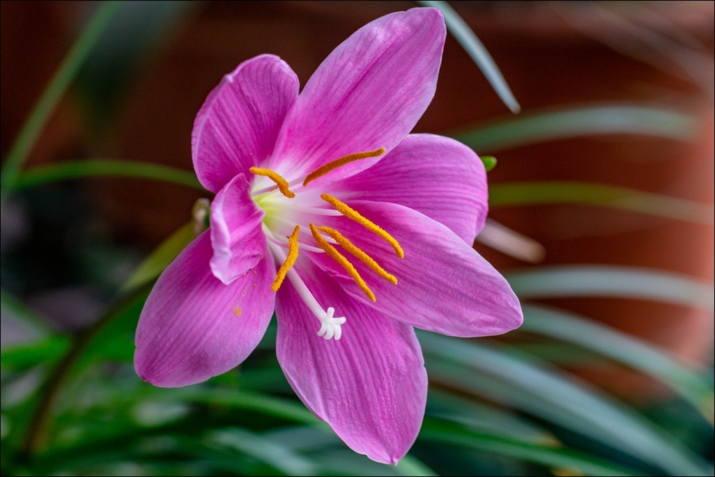 风雨兰-中关村在线摄影论坛