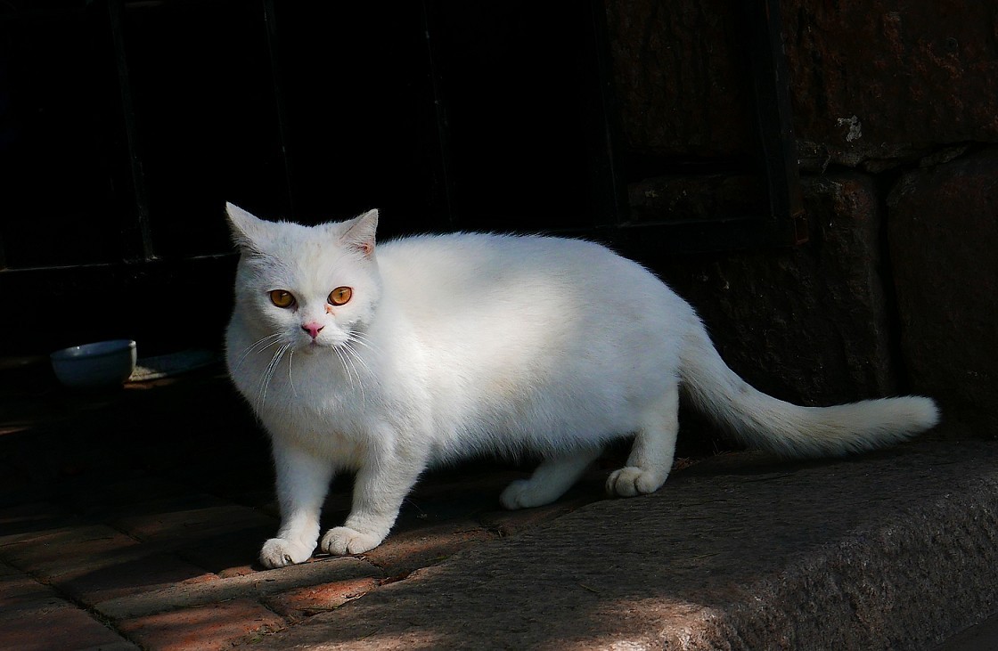 溜圈扫街抓拍片《风景，花草还有跳舞的美女》