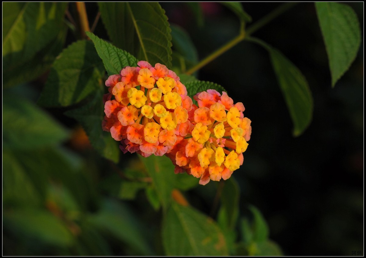 马缨丹（五色梅）