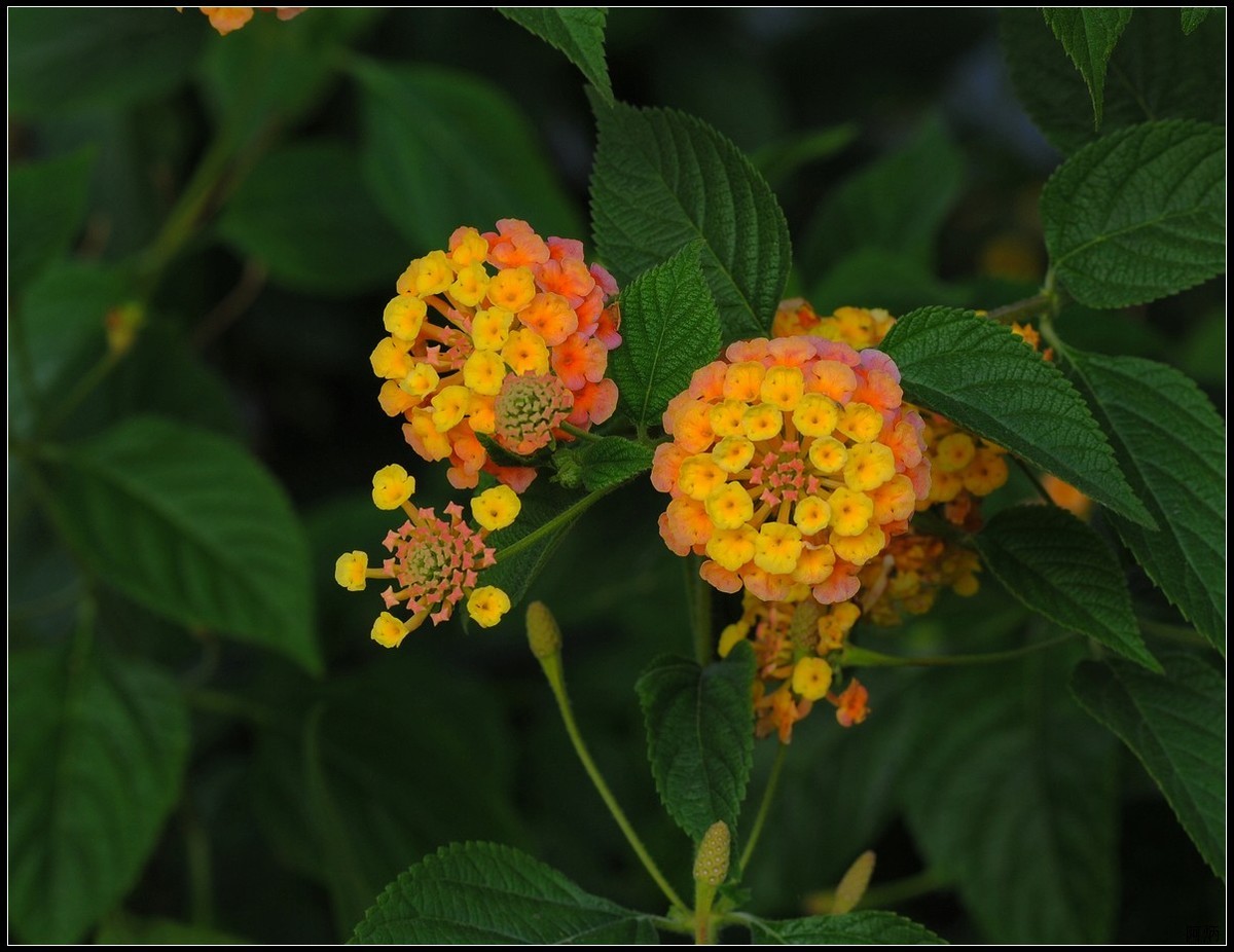 马缨丹（五色梅）