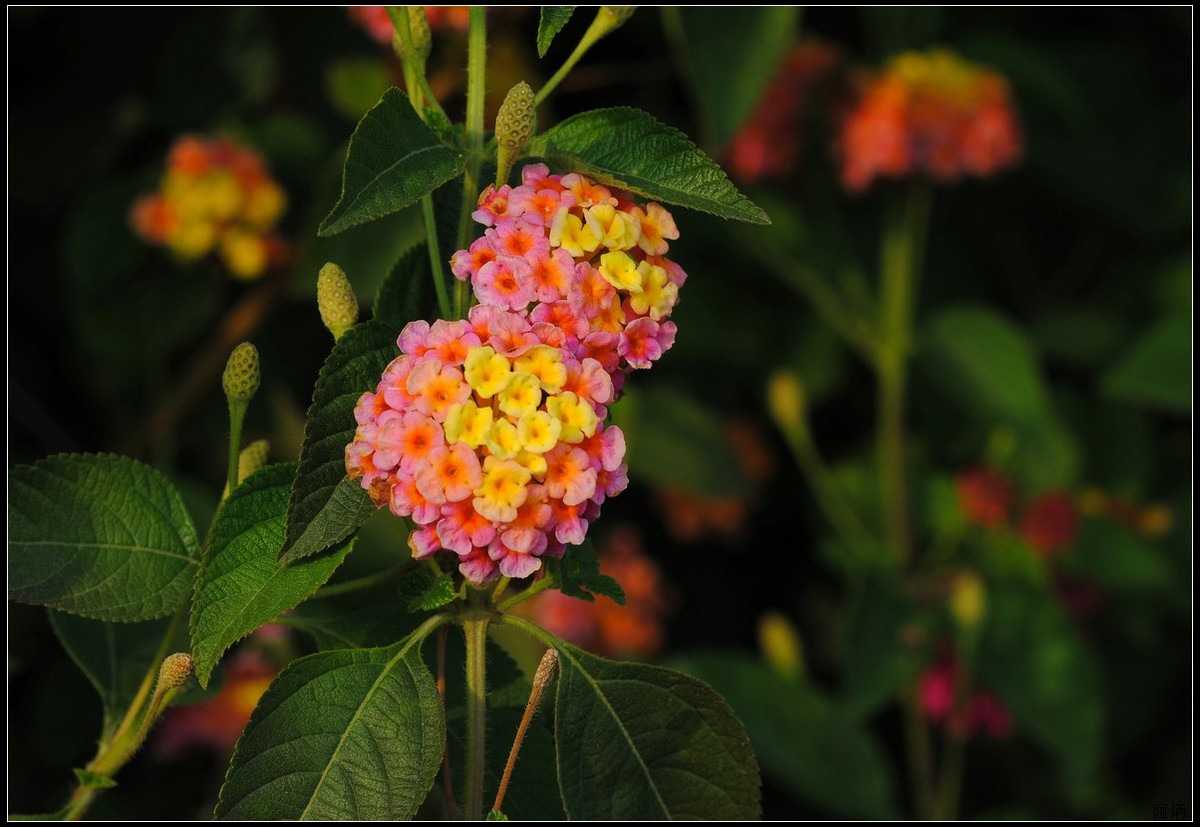 马缨丹（五色梅）