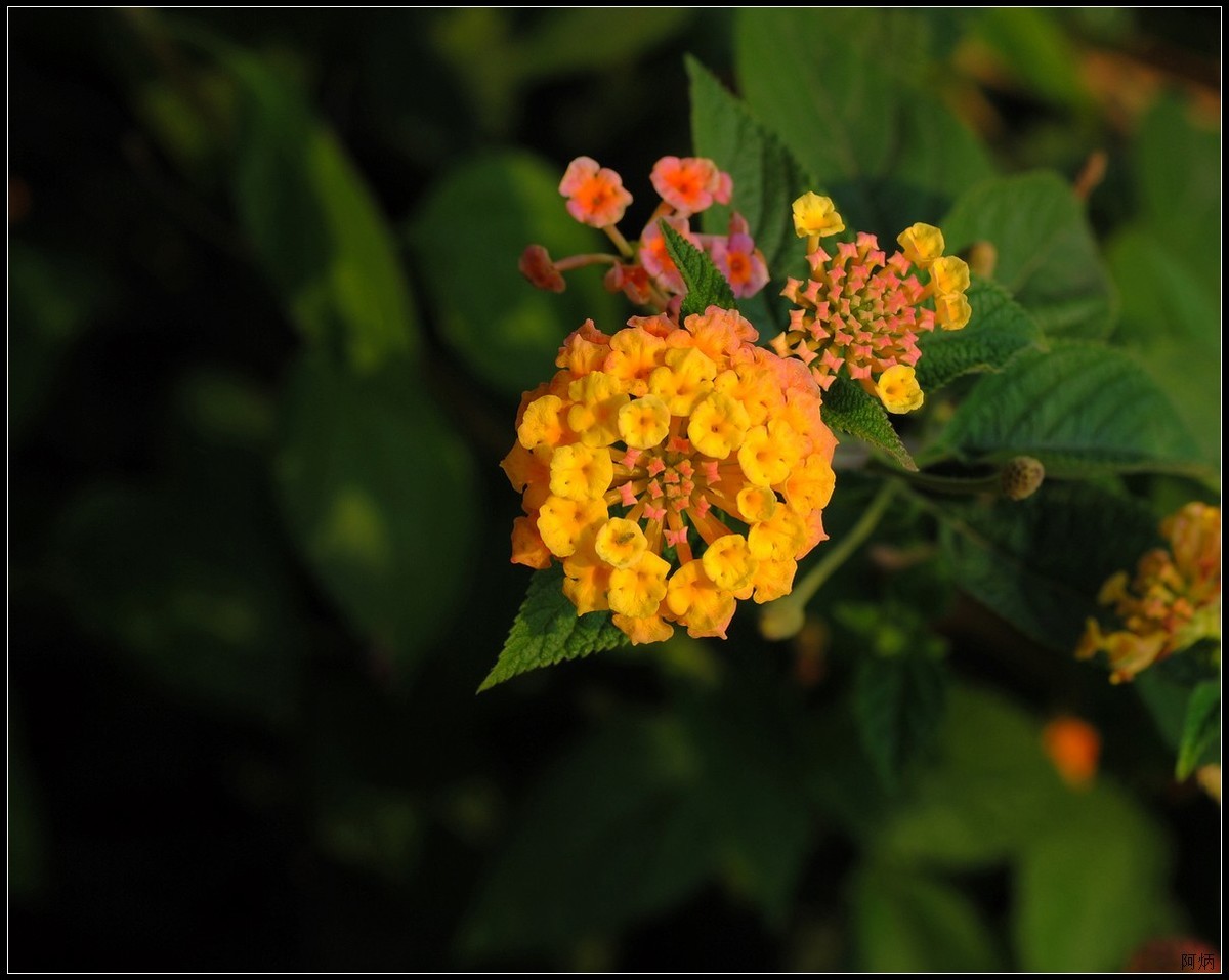 马缨丹（五色梅）