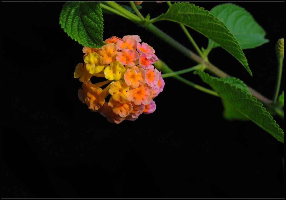 马缨丹（五色梅）