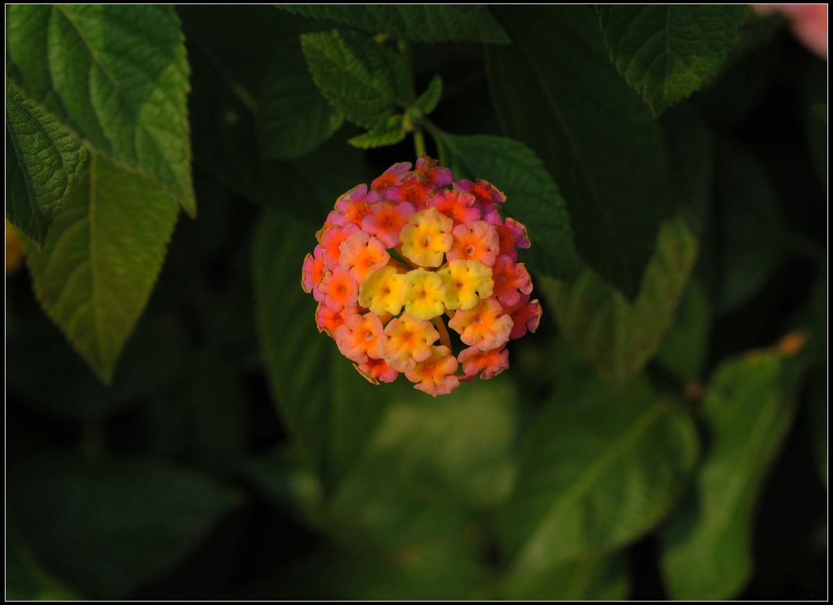 马缨丹（五色梅）