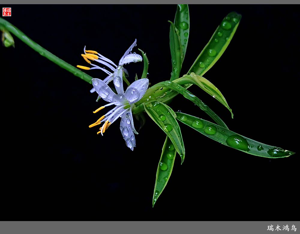 【2023之花季】吊兰花开