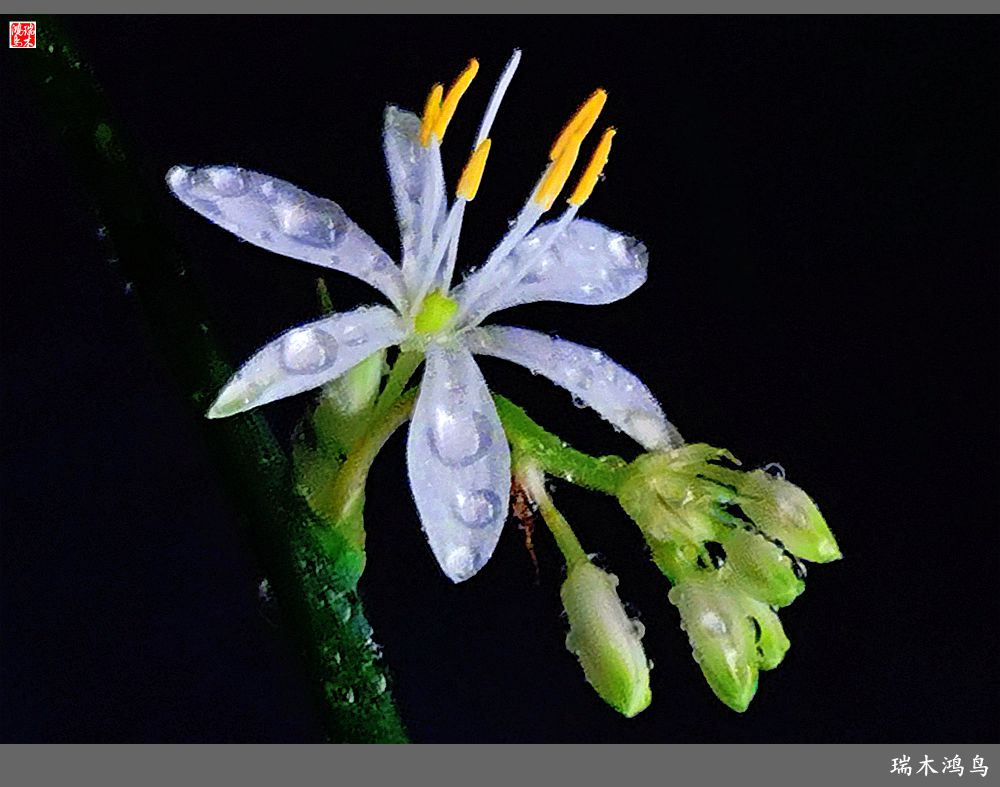 【2023之花季】吊兰花开