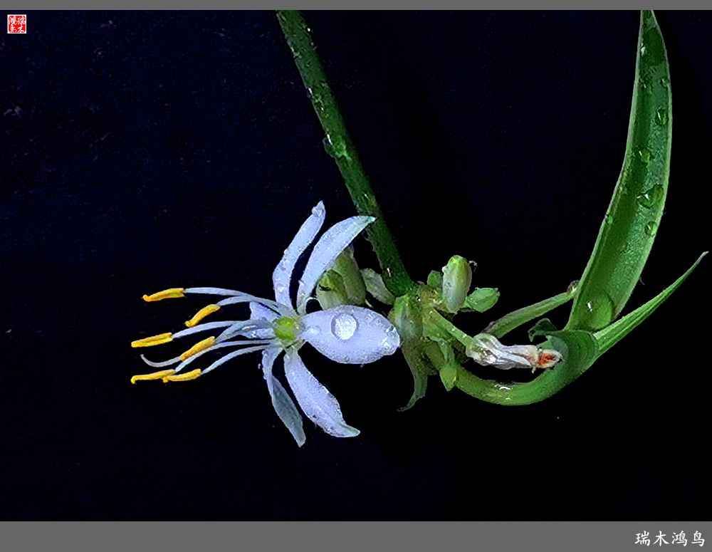 【2023之花季】吊兰花开