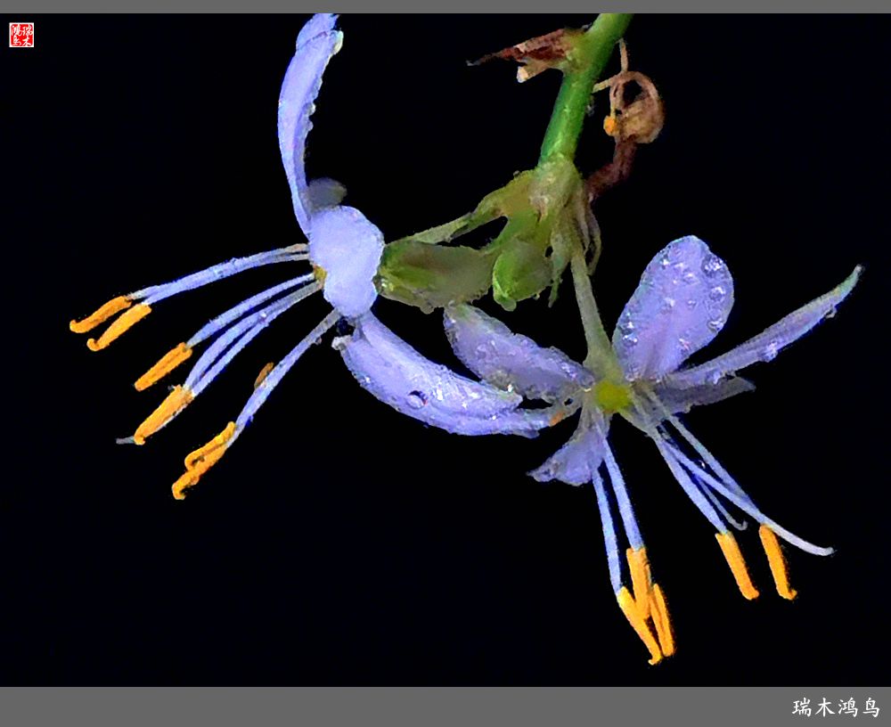 【2023之花季】吊兰花开