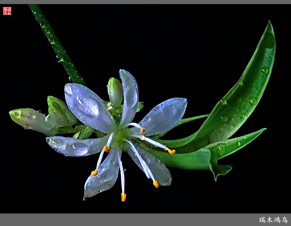 【2023之花季】吊兰花开