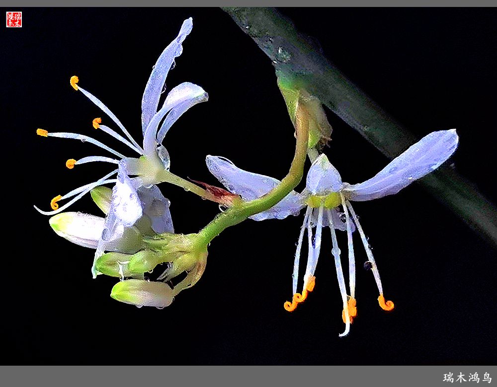 【2023之花季】吊兰花开