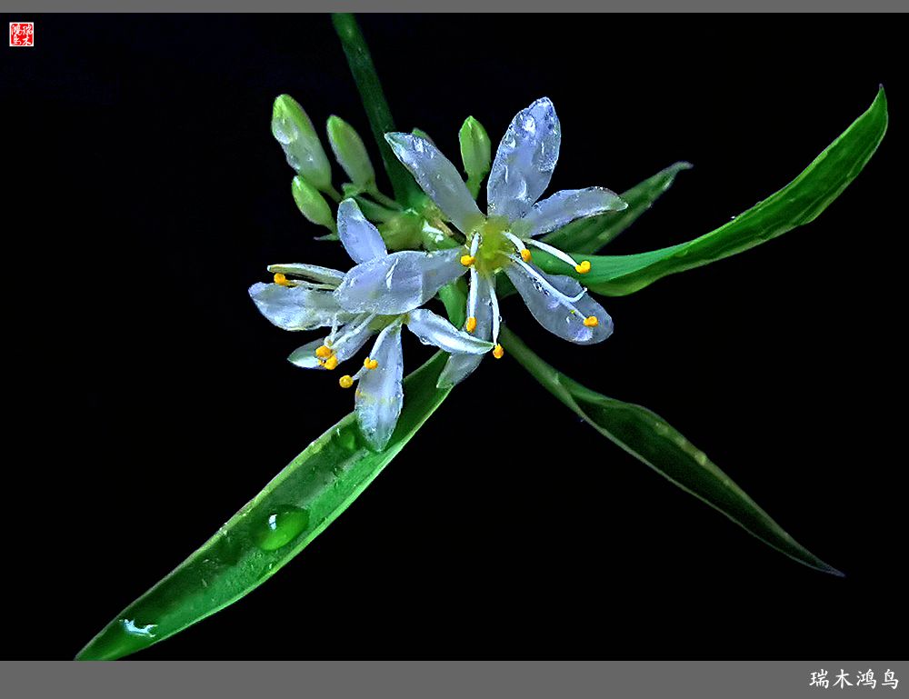 【2023之花季】吊兰花开