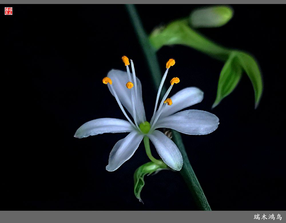 【2023之花季】吊兰花开