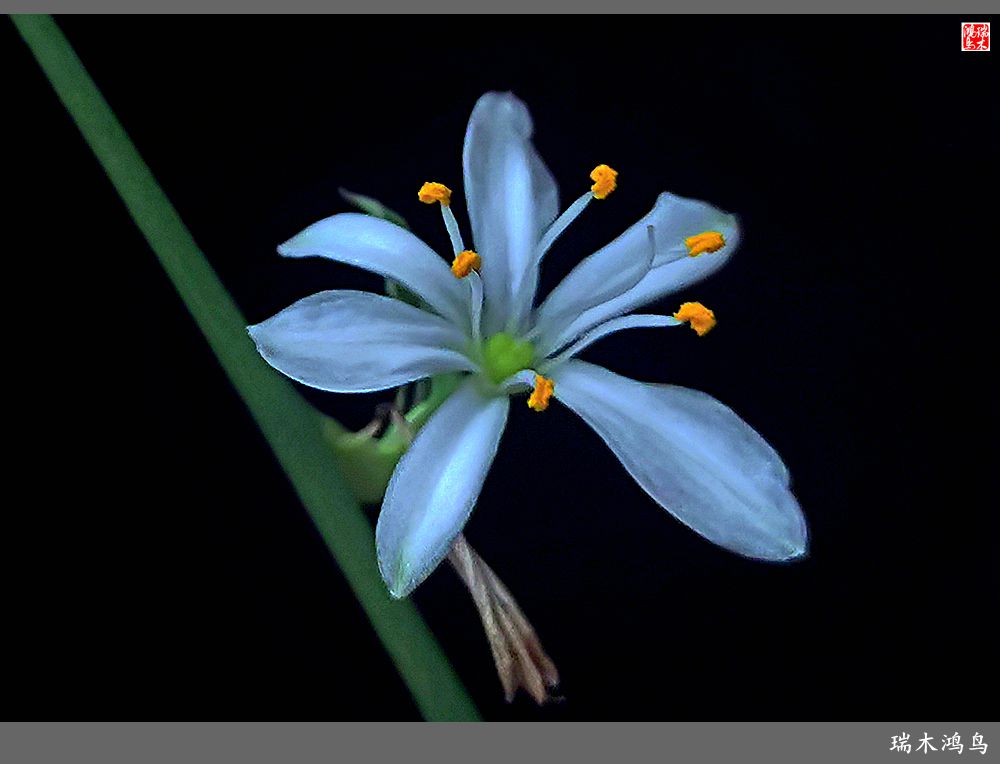 【2023之花季】吊兰花开