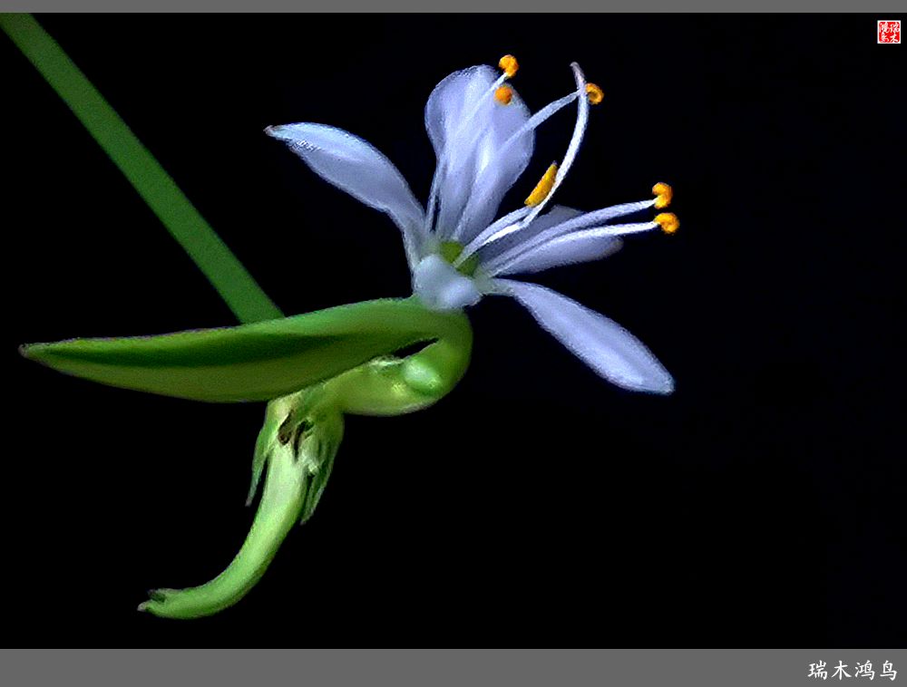 【2023之花季】吊兰花开