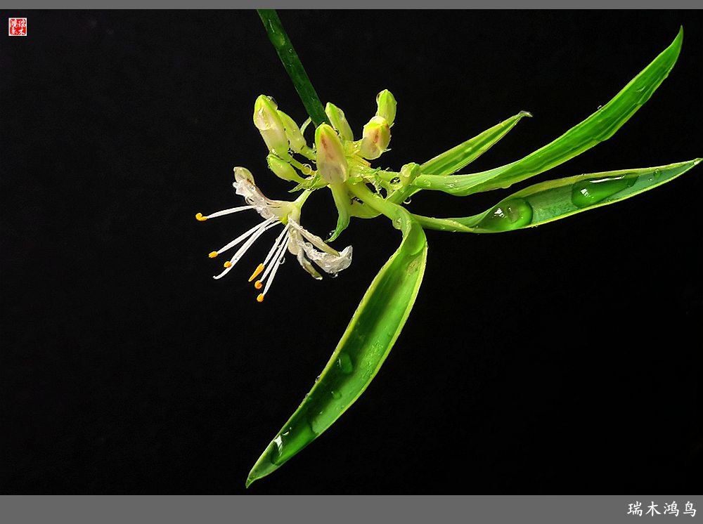 【2023之花季】吊兰花开