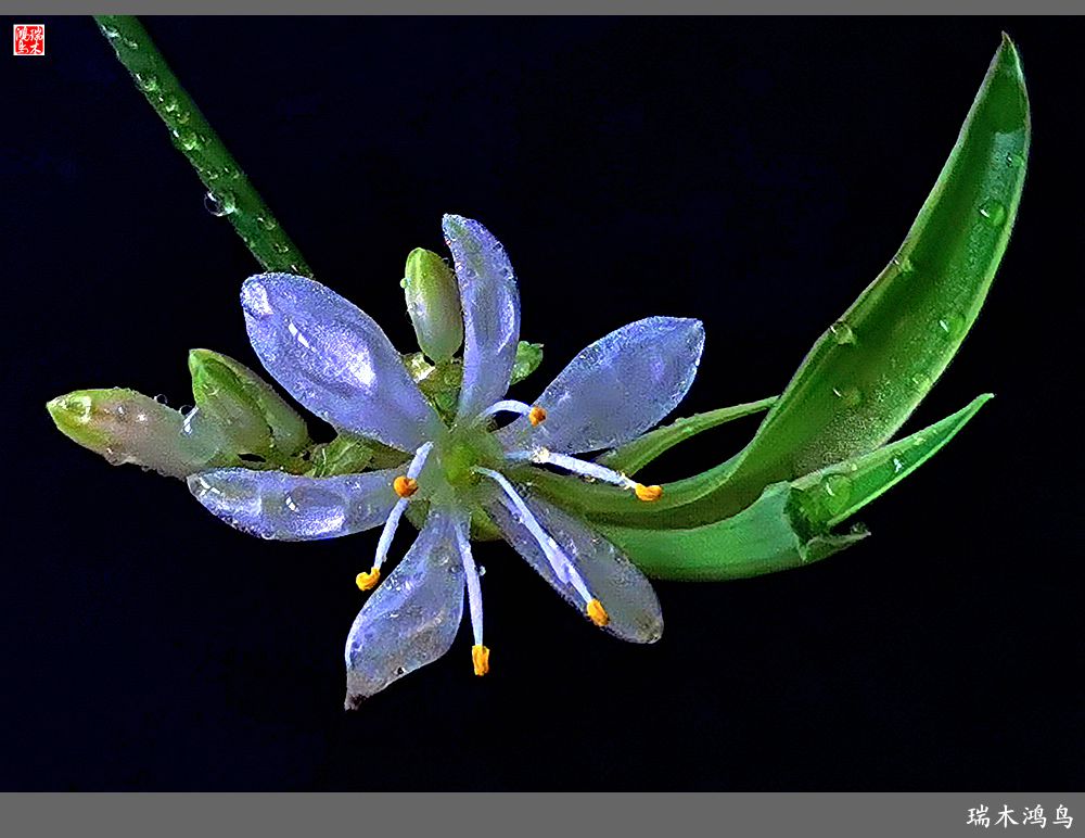 【2023之花季】吊兰花开