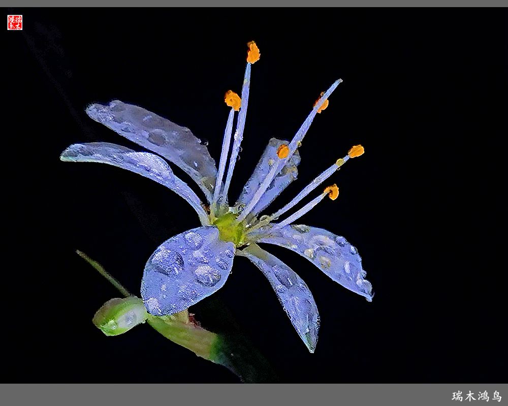 【2023之花季】吊兰花开