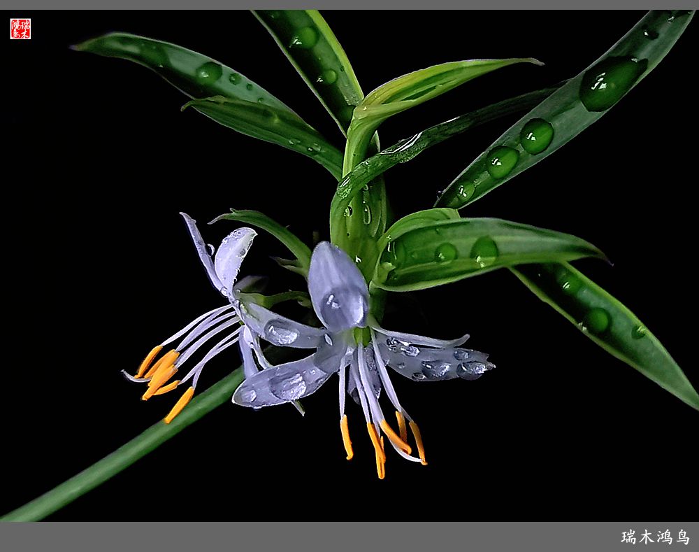 【2023之花季】吊兰花开